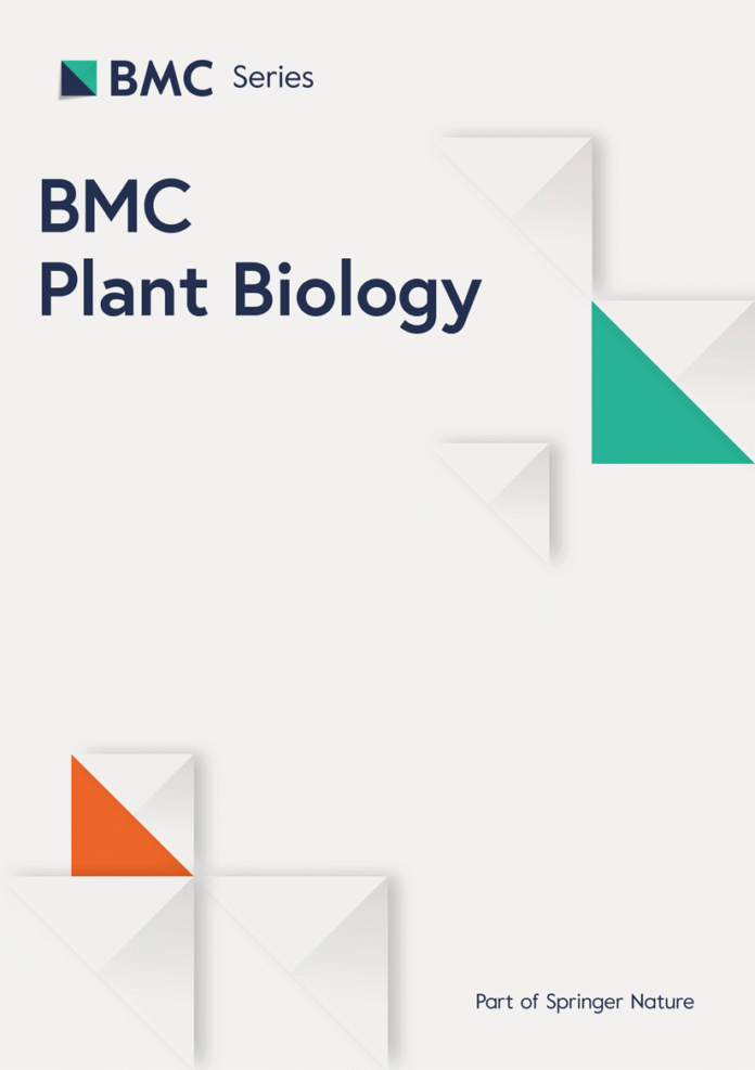 From function to omics: endophytic Beauveria bassiana promotes maize growth by activating phytohormone signaling pathways under elevated carbon dioxide | BMC Plant Biology