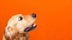 Yahoo lifestyle home